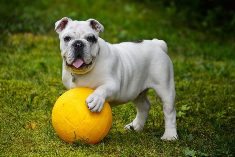 Happy Birthday Dog