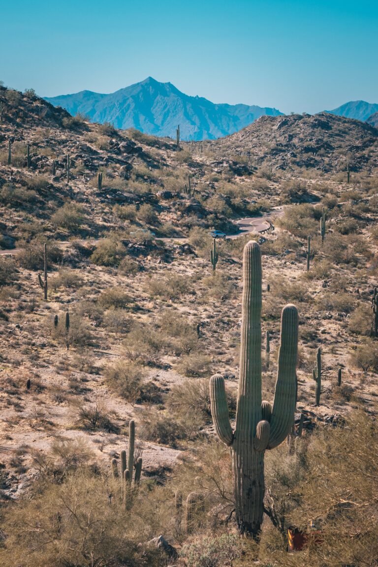 Phoenix Hashtags