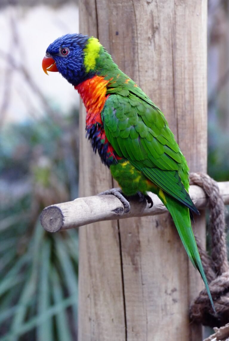 Parrot Birthday Captions for Instagram