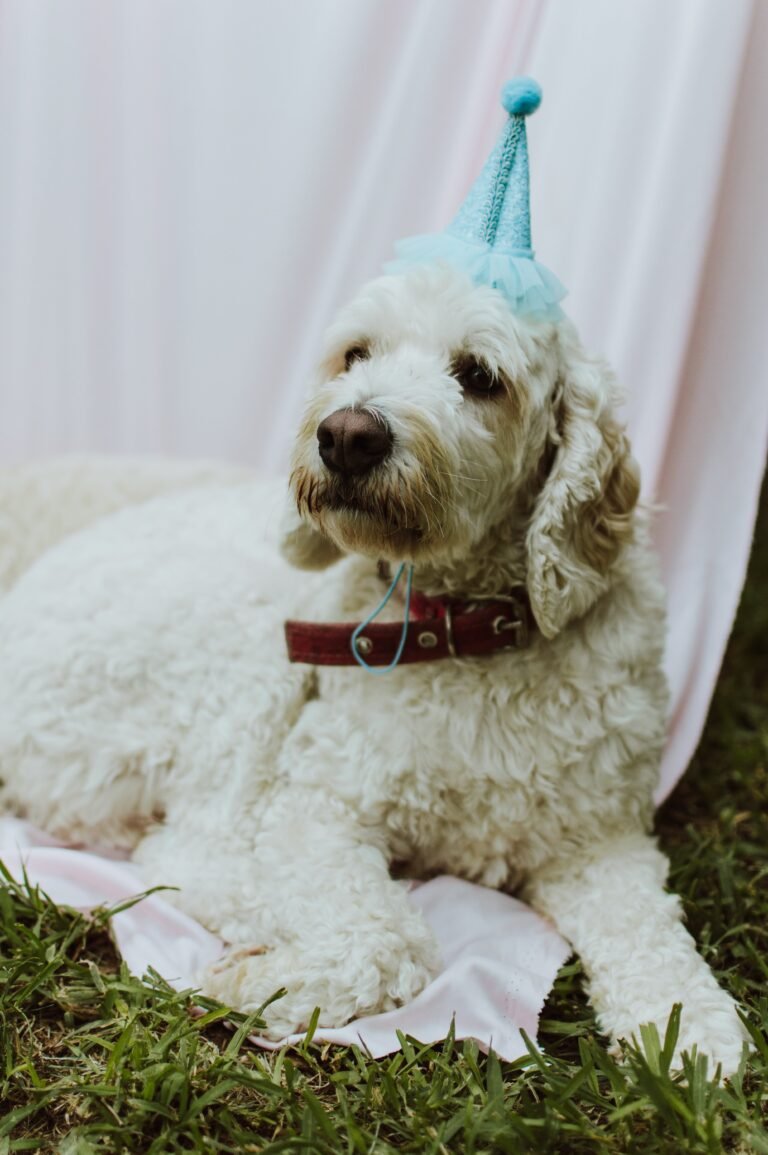 11th Birthday Wishes for Dog