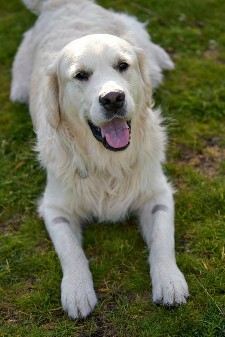 12th Birthday Wishes for Dog