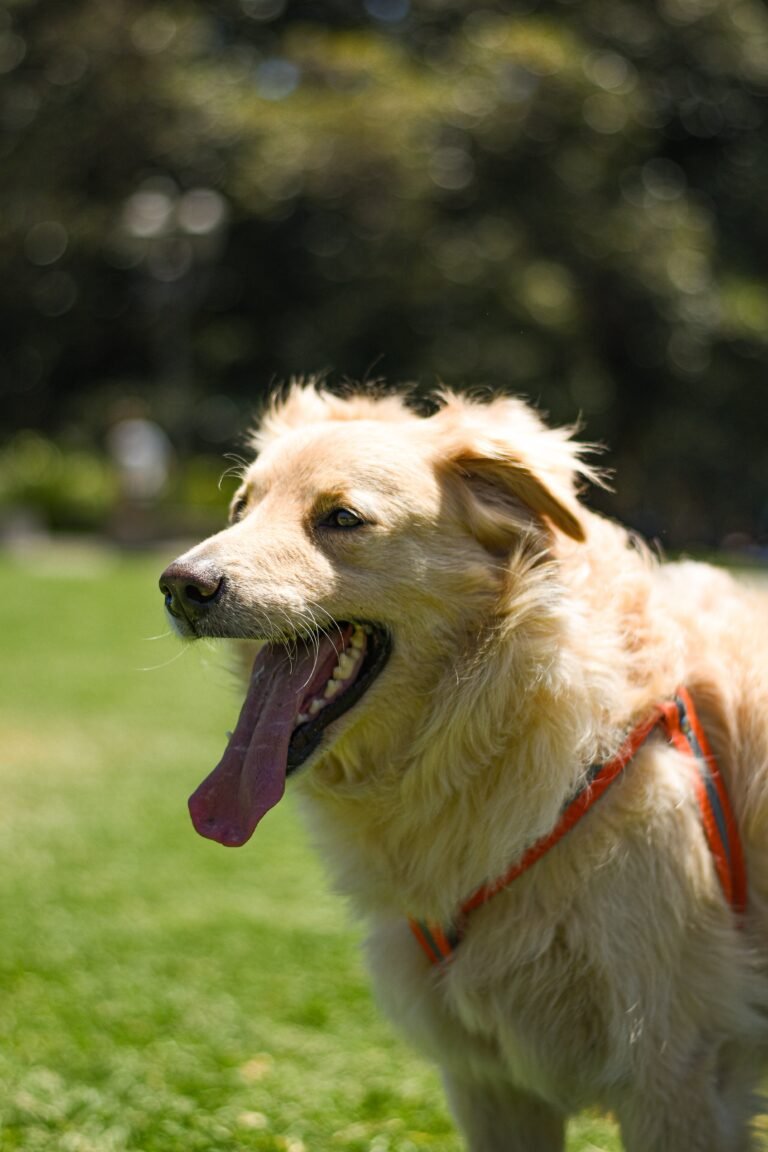 14th Birthday Wishes for Dog