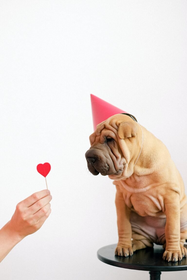 7th Birthday Wishes for Dog