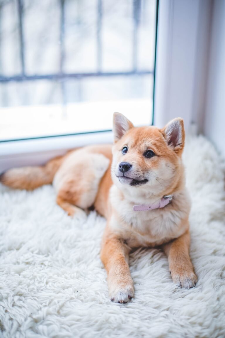 Birthday Wishes for a Dog Who Passed Away