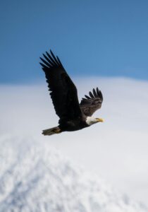 Eagle Quotes