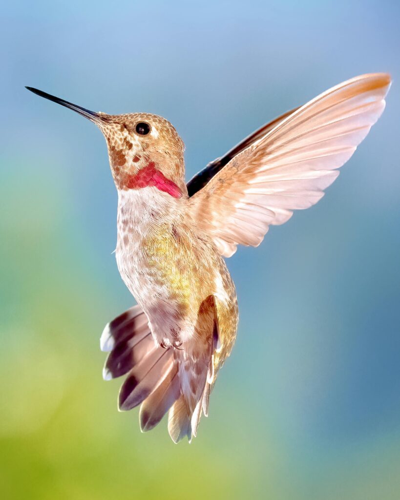 Hummingbird Quotes