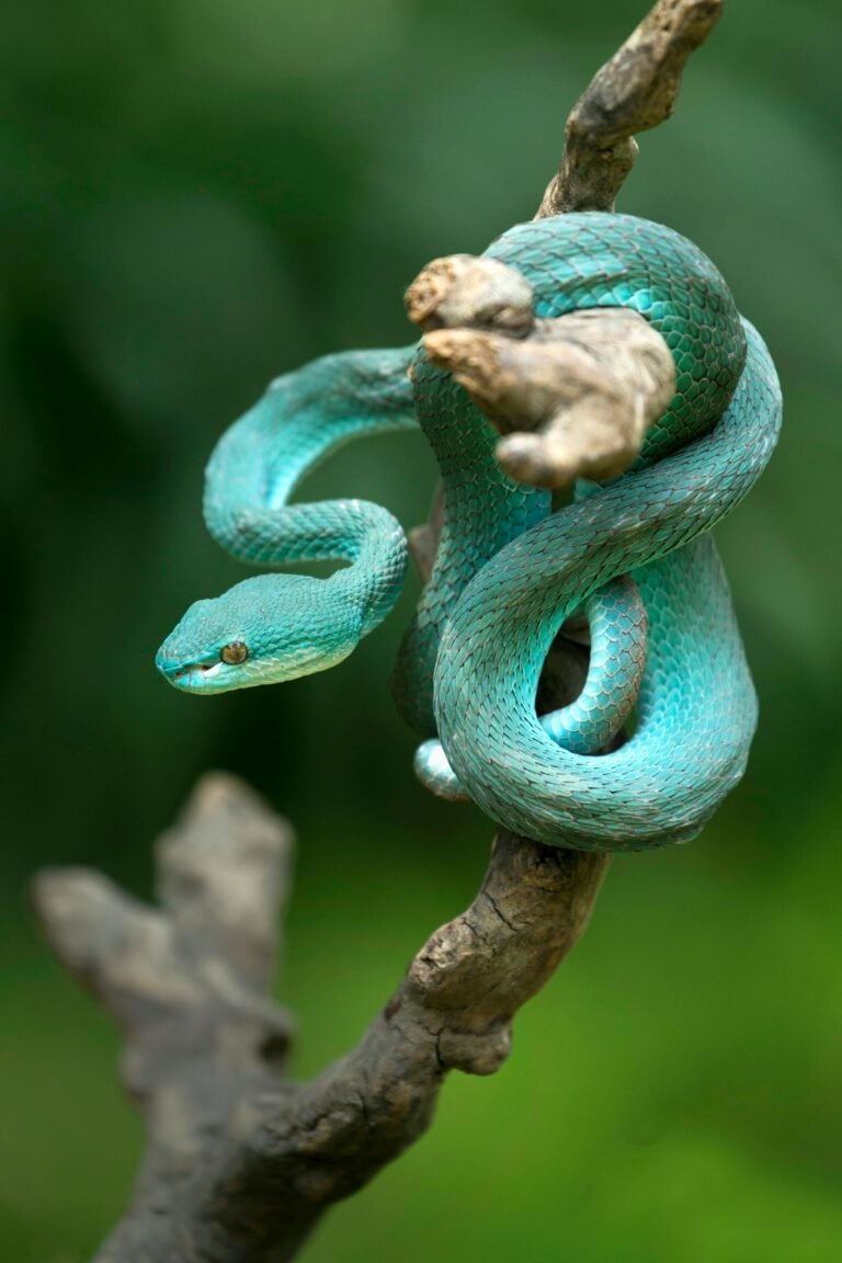 Snake Quotes